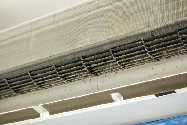 Best Air Duct Mold Removal  in USA